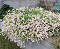 Image result for Silene schafta