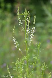 Attēlu rezultāti vaicājumam “Melilotus albus”