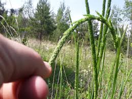 Attēlu rezultāti vaicājumam “Phleum phleoides”