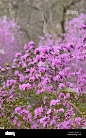 Attēlu rezultāti vaicājumam “Rhododendron sichotense”