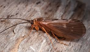 Attēlu rezultāti vaicājumam “Potamophylax”