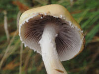 Attēlu rezultāti vaicājumam “Trichia ambigua macro”