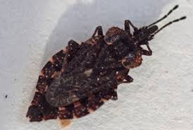 Attēlu rezultāti vaicājumam “Aradus betulae”