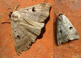 Attēlu rezultāti vaicājumam “Lygephila viciae”