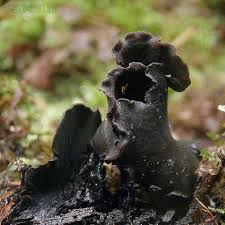 Attēlu rezultāti vaicājumam “Ionomidotis irregularis”