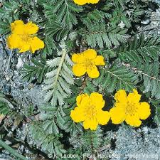 Attēlu rezultāti vaicājumam “Potentilla arenaria leaf”