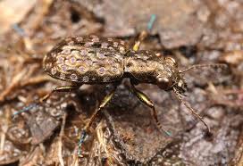 Attēlu rezultāti vaicājumam “Elaphrus cupreus”