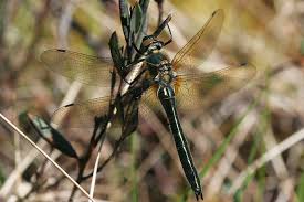 Attēlu rezultāti vaicājumam “Cordulia aenea”