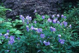 Attēlu rezultāti vaicājumam “Geranium pratense leaf”