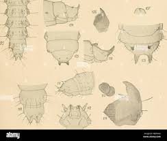 Attēlu rezultāti vaicājumam “Glischrochilus quadripunctatus imago”