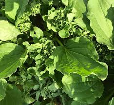 Attēlu rezultāti vaicājumam “Plantago major leaf”