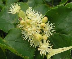 Attēlu rezultāti vaicājumam “Tilia amurensis”