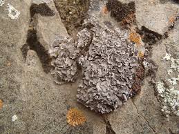 Attēlu rezultāti vaicājumam “Dermatocarpon miniatum”