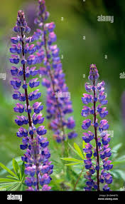 Image result for Lupinen