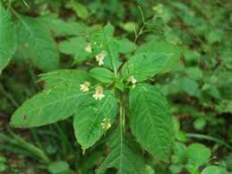 Attēlu rezultāti vaicājumam “Impatiens parviflora”