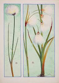 Attēlu rezultāti vaicājumam “Eriophorum gracile leaf”