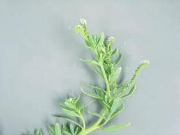 Image result for Huso brevirostrum