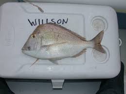 Image result for Calamus nodosus