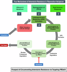 Attēlu rezultāti vaicājumam “Dianema depressum plasmodium”