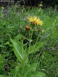 Attēlu rezultāti vaicājumam “Inula helenium”