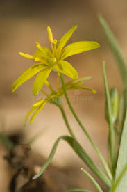 Attēlu rezultāti vaicājumam “Gagea lutea flower”