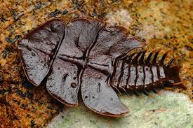 Attēlu rezultāti vaicājumam “Prociphilus xylostei”