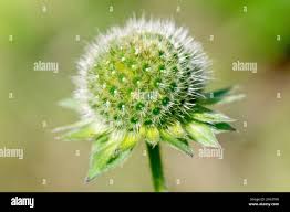 Attēlu rezultāti vaicājumam “Knautia arvensis bud”