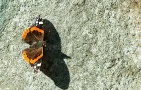 Attēlu rezultāti vaicājumam “Vanessa atalanta underside”