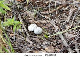 Attēlu rezultāti vaicājumam “Caprimulgus europaeus eggs”