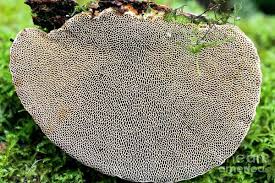 Attēlu rezultāti vaicājumam “Daedaleopsis confragosa”