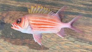 Image result for Holocentrus adscensionis