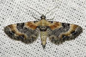 Attēlu rezultāti vaicājumam “Eupithecia linariata”