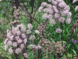 Attēlu rezultāti vaicājumam “Angelica palustris flower”