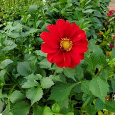 Image result for Dahlia hybrid.