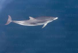 Image result for Stenella coeruleoalba