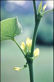 Attēlu rezultāti vaicājumam “Aristolochiaceae”