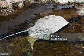 Image result for Himantura uarnak