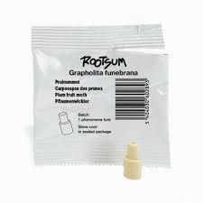 Attēlu rezultāti vaicājumam “Grapholita funebrana larva”