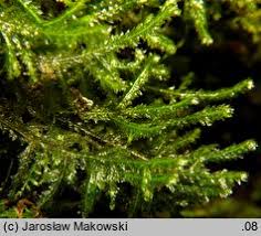 Attēlu rezultāti vaicājumam “Neckera pennata”