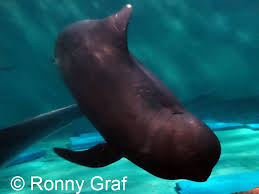 Image result for Globicephala melas