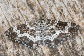 Attēlu rezultāti vaicājumam “Epirrhoe tristata imago”