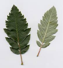 Attēlu rezultāti vaicājumam “Sorbus hybrida”