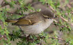 Attēlu rezultāti vaicājumam “Phylloscopus trochiloides adult”
