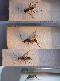 Attēlu rezultāti vaicājumam “Pompilidae”