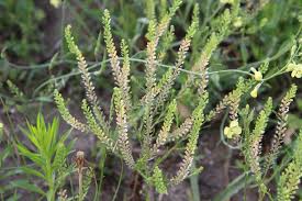 Attēlu rezultāti vaicājumam “Lepidium densiflorum”