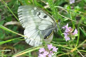 Attēlu rezultāti vaicājumam “Parnassius mnemosyne underside”