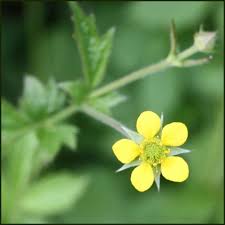 Attēlu rezultāti vaicājumam “Geum urbanum flower”