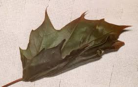 Attēlu rezultāti vaicājumam “Acleris forsskaleana”