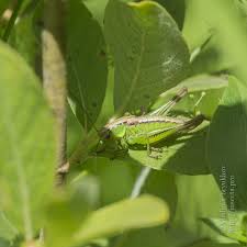 Attēlu rezultāti vaicājumam “Metrioptera roeselii”