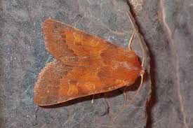 Attēlu rezultāti vaicājumam “Agrochola helvola imago”